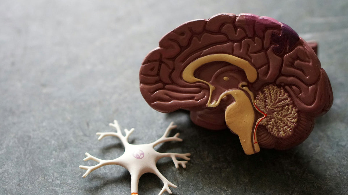 Healthy representation of Nine Realms Customers brain laying on the table