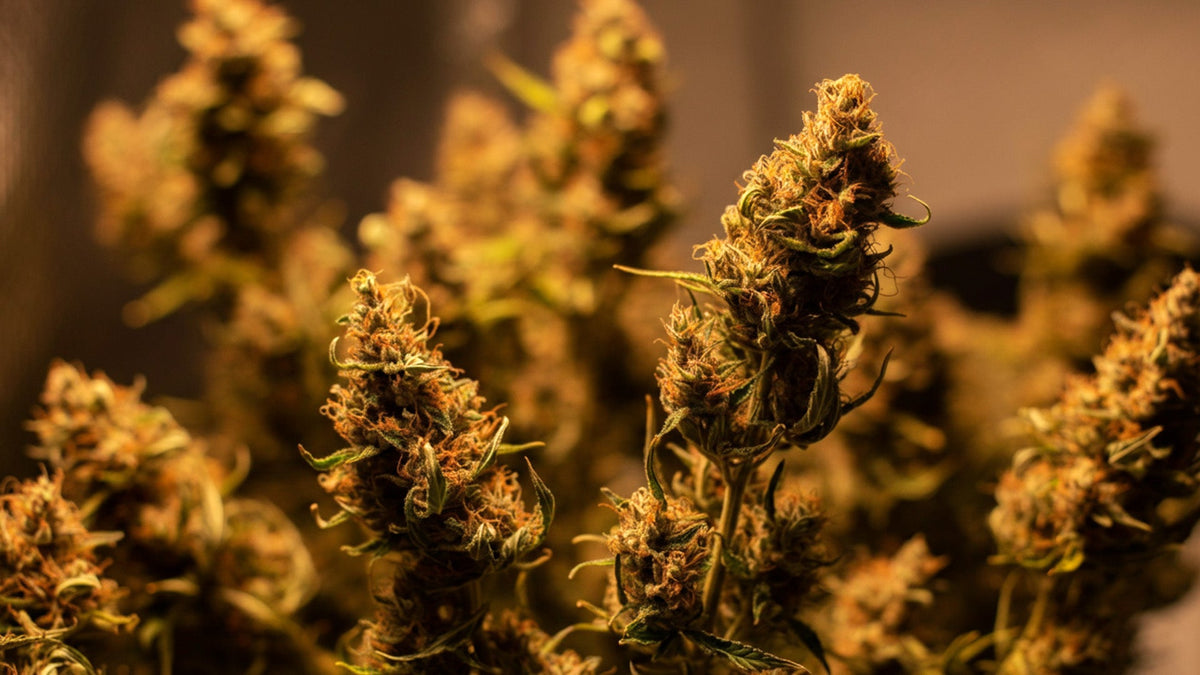 Nine Realms cannabis flower drying in the farm