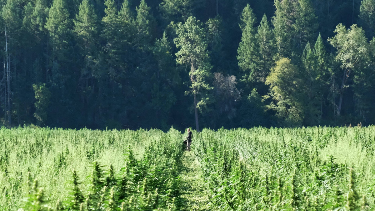 Cannabis Growing Methods Farm Nine Realms