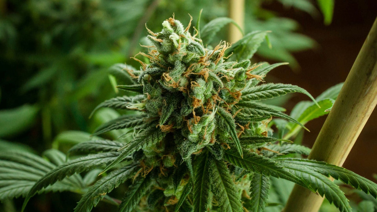 Nine Realms CBG Flower with terpenes close up image