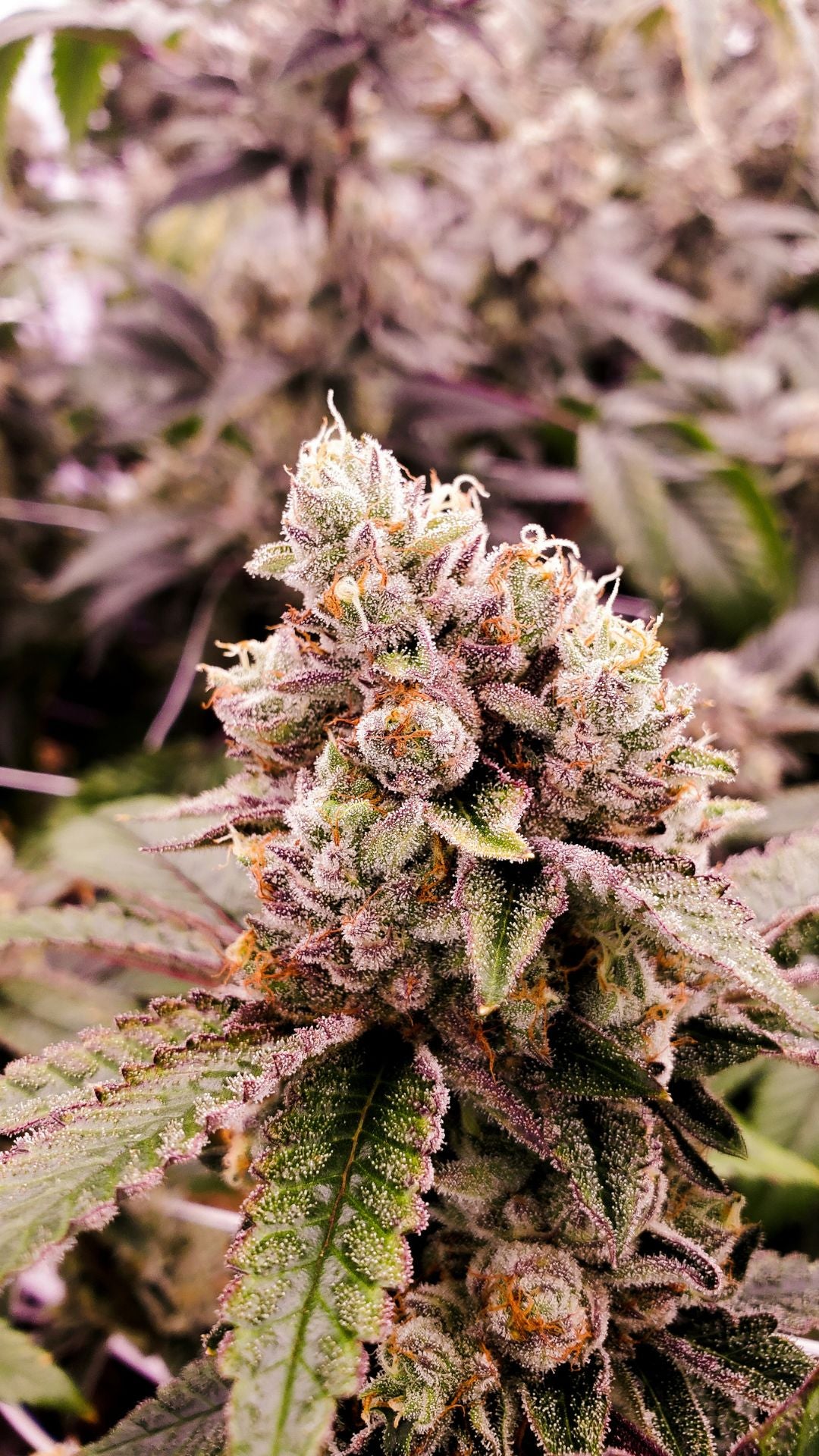 Nahaufnahme einer Cannabisblüte 10-OH-HHC