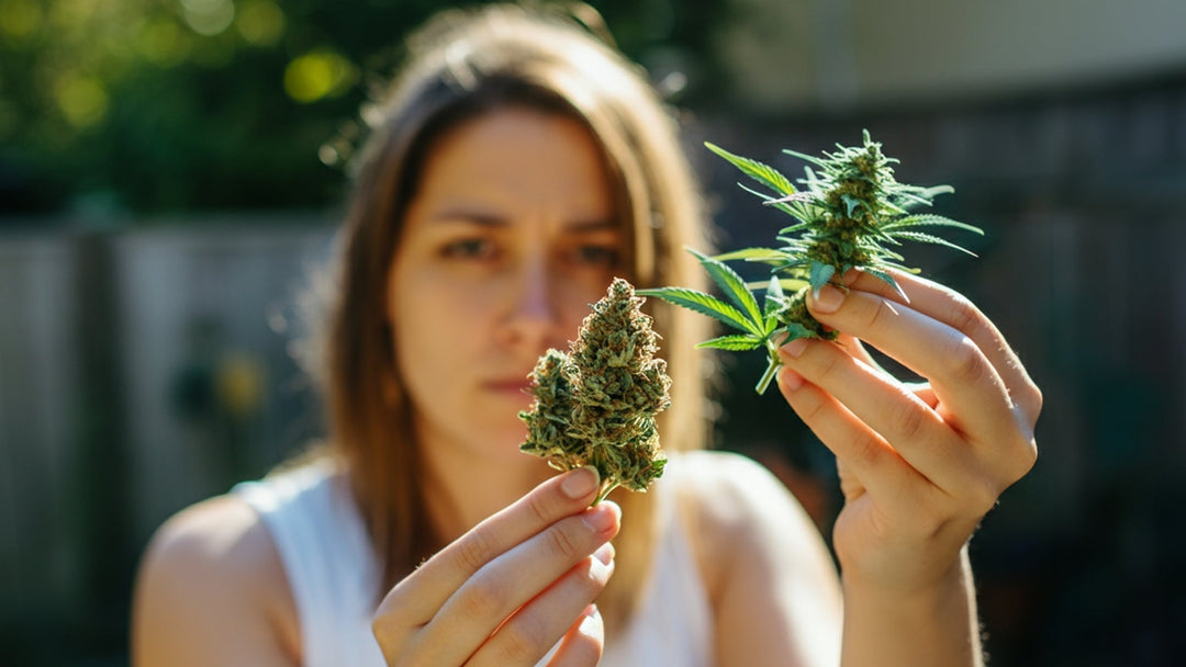 10-OH-HHC vs. CBN: Comparison