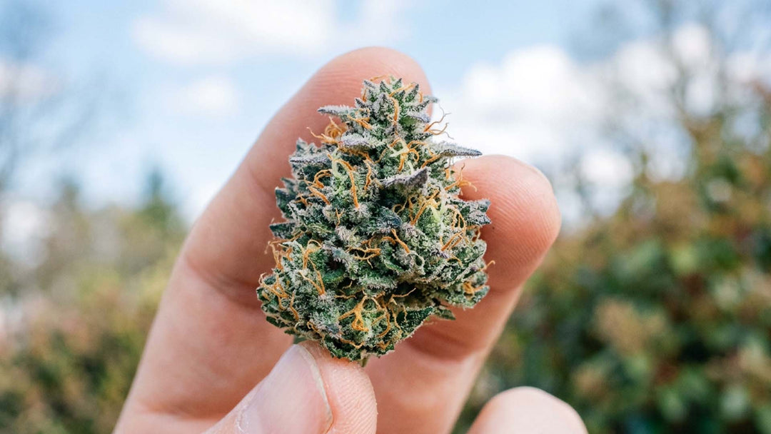 Blue Dream: Ein umfassender Leitfaden zur Cannabissorte