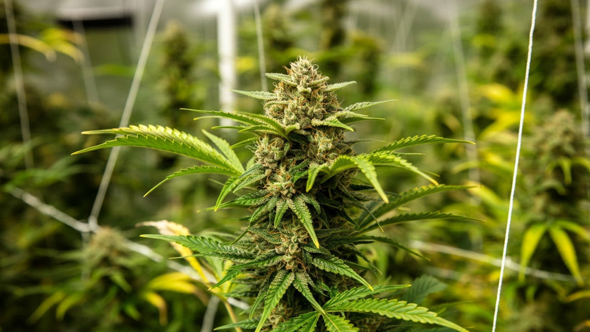 nine realms cannabis flower with cannabis hermaphrodites