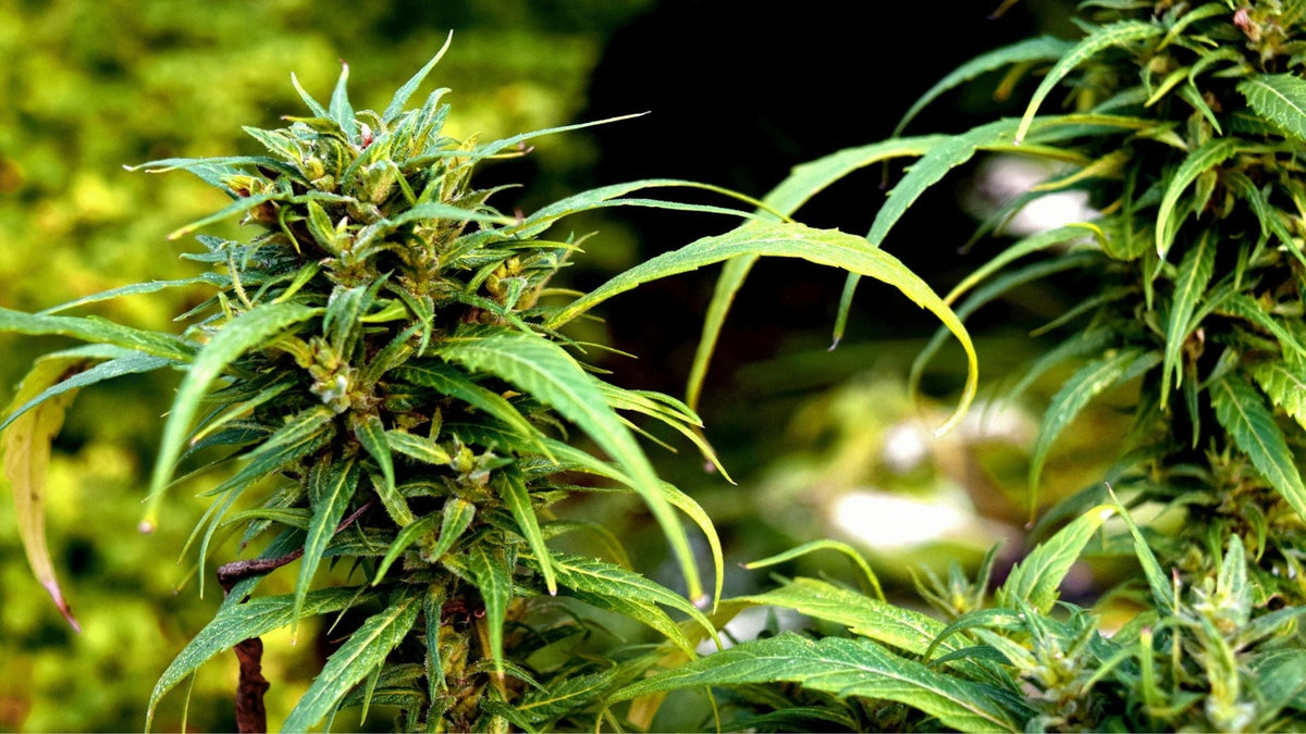 CBN Leaf Nine Reals Benefits