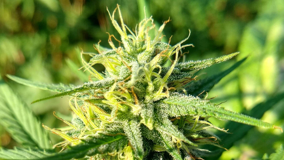 Nine Realms Full Spectrum CBD Flower Plant in Nature