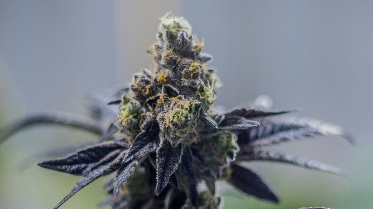 Nine Realms H4CBD Flower with terpenes close up image