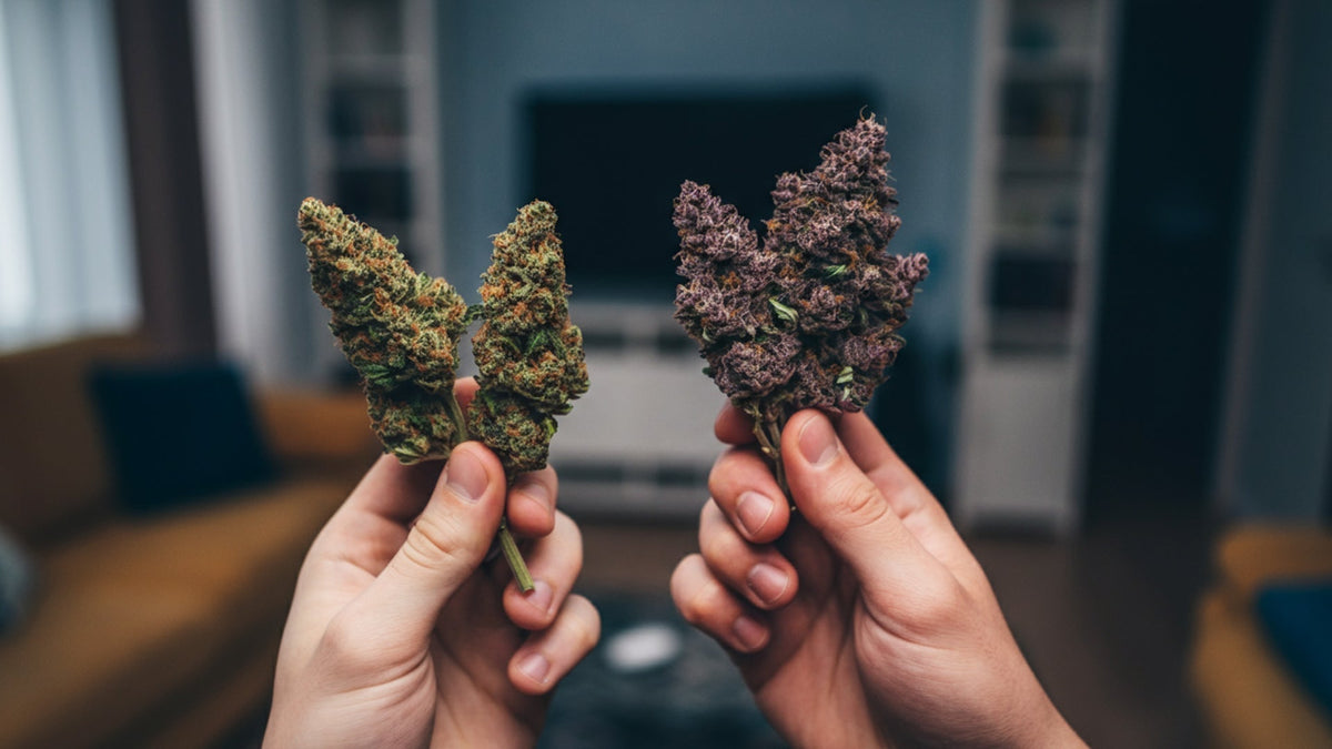 Nine realms cannabis flower being held in hands