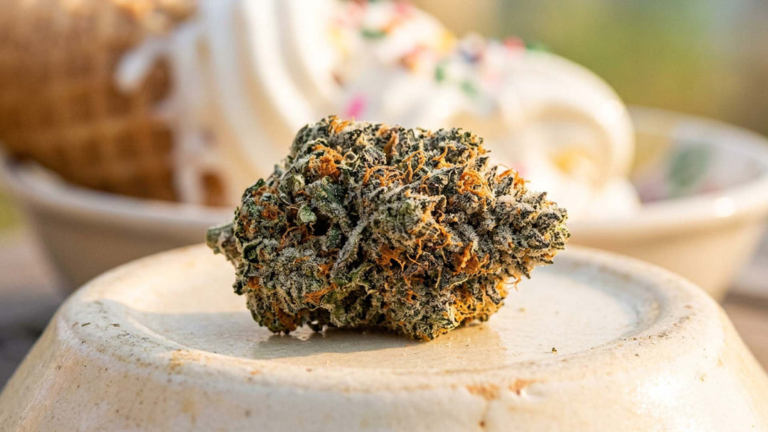 What Is the Ice Cream Cake Strain: Effects, THC and Reviews