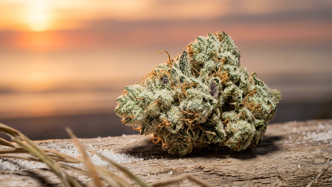 Sunset Sherbet: Der vollständige Leitfaden