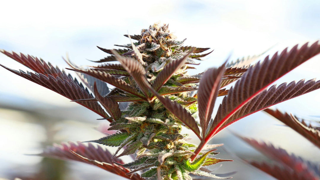 THCA for Anti-Inflammatory Benefits: Explained