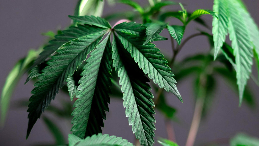 THCA Production: Explained