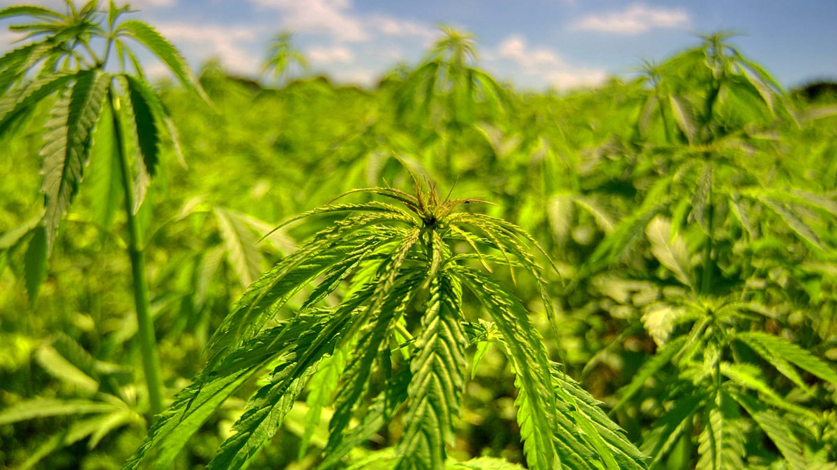 THCJD Nine Realms Flower