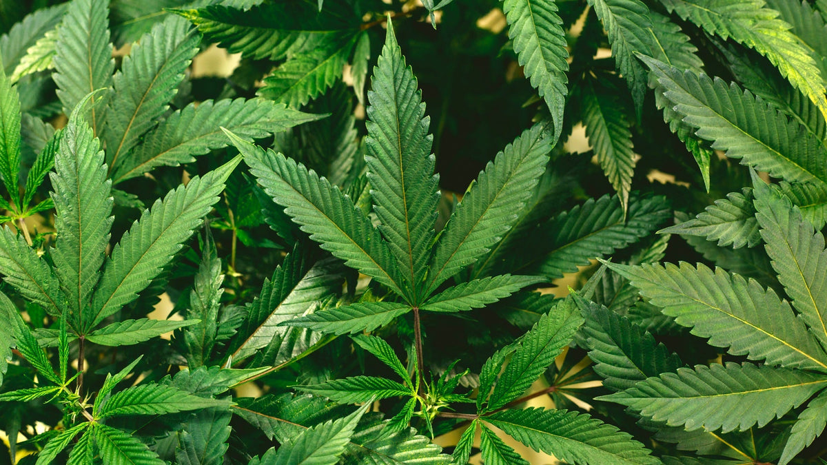 THCJD Nine Realms Plant