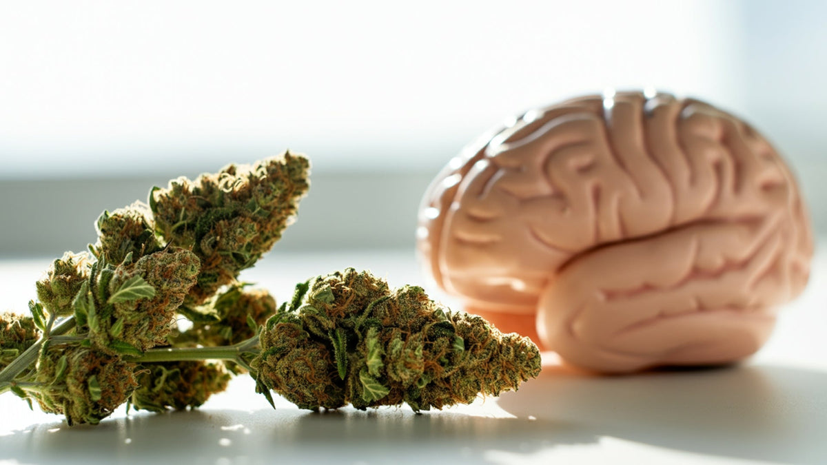 nine realms lemon cookies flower next to a fake brain