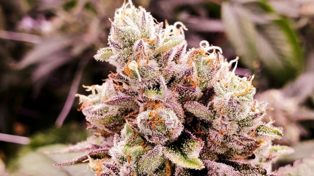 What is THCP? Effects, 2026 Legal Status, and Product Guide