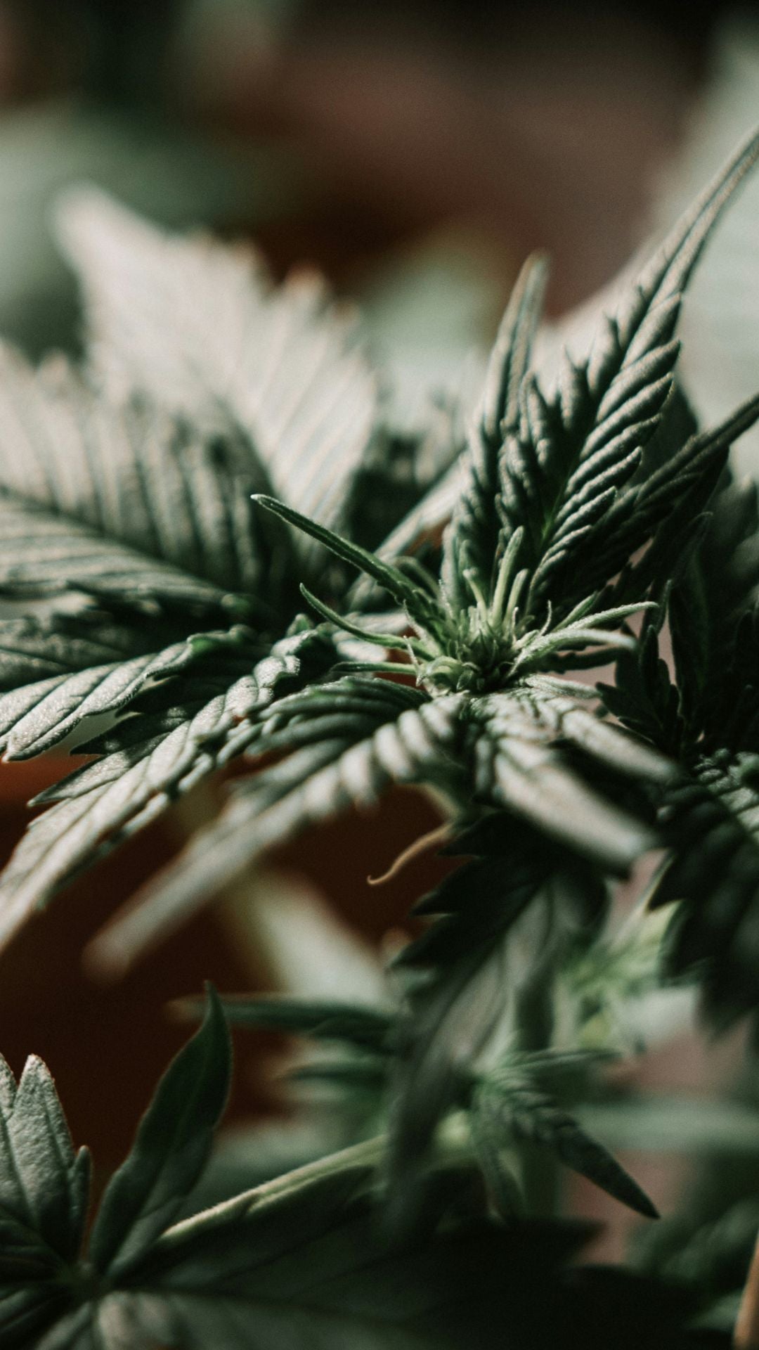 Nine Realms thc flower growing indoors