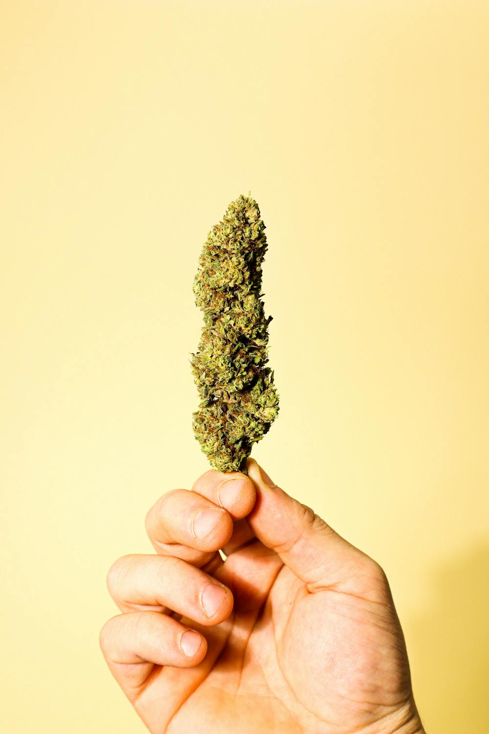 hand holding a nine realms thcp cannabis bud