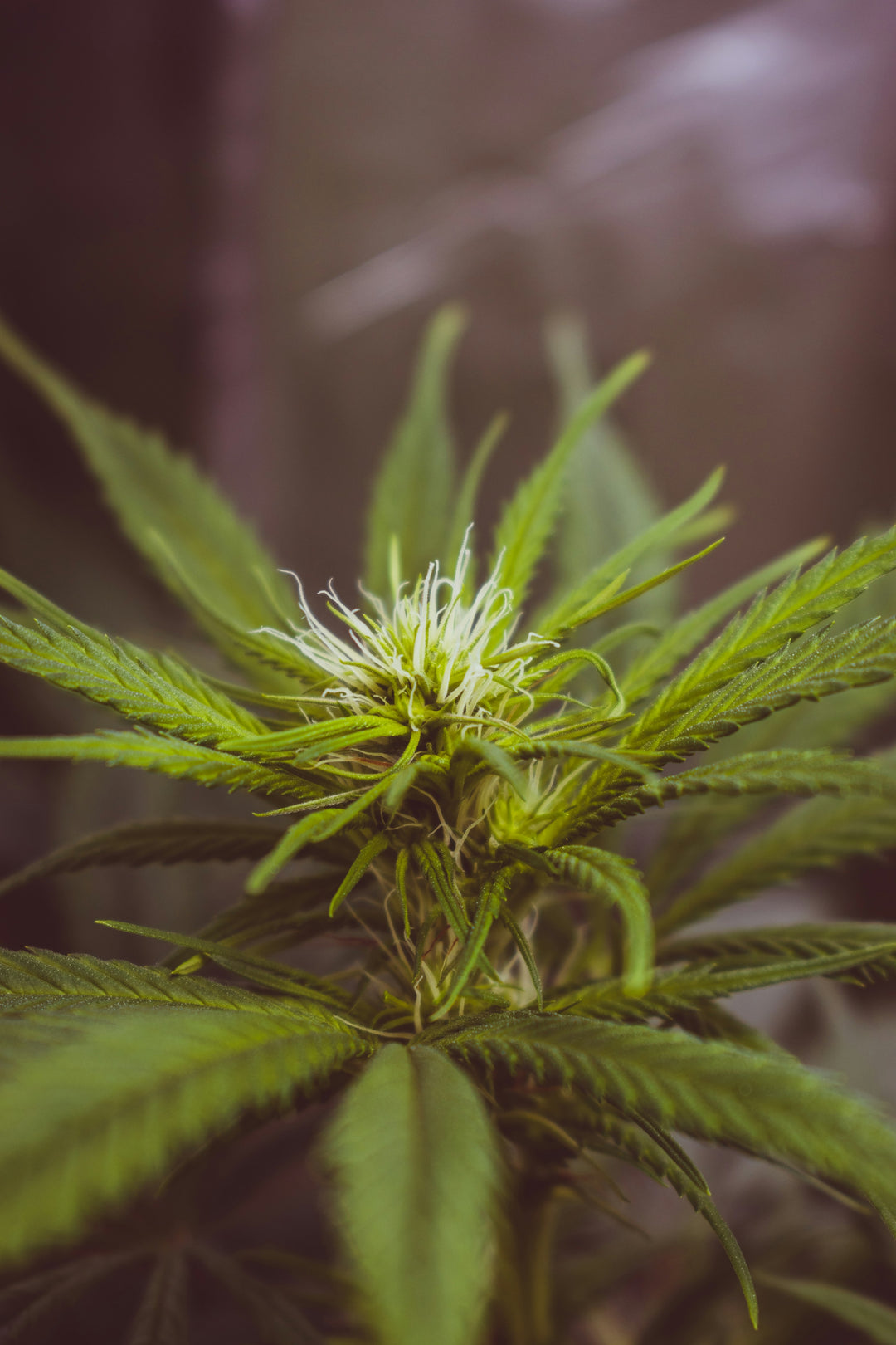 Nine Realms Cannabis THC flower growing in the garden