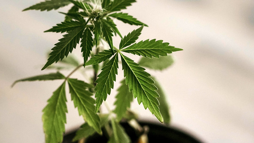 Nine Realms Cannabis CBD flower in a pot growing