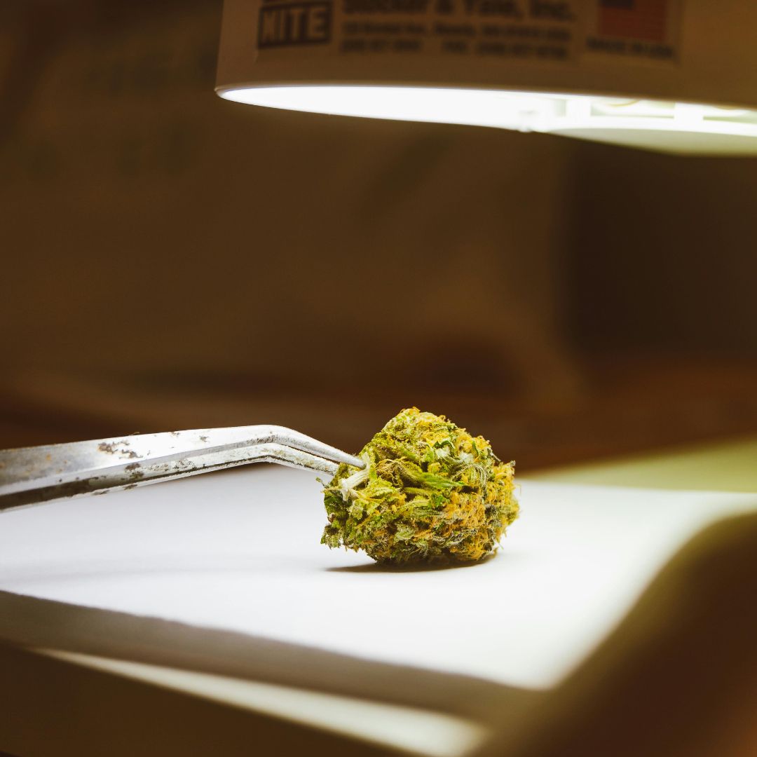 Nine Realms THCP flower bud on the table getting taken with tweezers